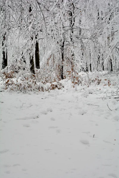 Hiver Grands Arbres Sombres Dans Blanc Beaucoup Neige Dans Spessart — Photo