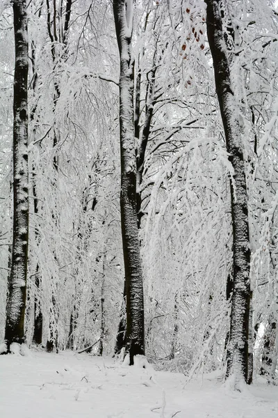 Invierno Altos Árboles Oscuros Blanco Mucha Nieve Spessart Baviera Alemania — Foto de Stock