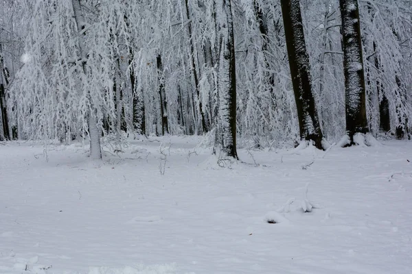 Talviaika Pitkät Tummat Puut Valkoisessa Paljon Lunta Spessartissa Baijerissa Saksassa — kuvapankkivalokuva
