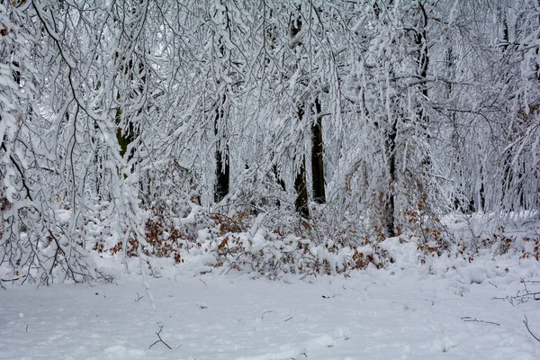 Winterzeit Hohe Dunkle Bäume Schnee Spessart Bayern Deutschland — Stockfoto