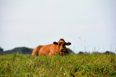 Önünde bir çayır, arkasında bulanık bir inek var.