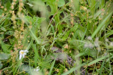 Bir kum kertenkelesi (Lacerta agilis) yeşil çimenlikteki bir çayırda saklanır.