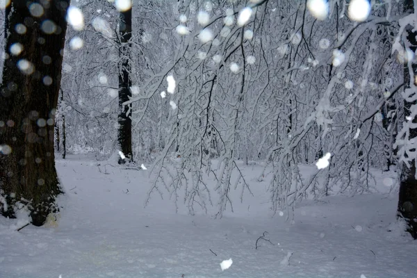 Bäume Wald Winter Mit Viel Schnee Und Schneeflocken — Stockfoto