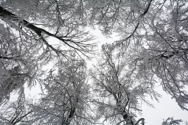 望着覆盖着积雪的高大树梢 有许多树枝和枝条 — 图库照片