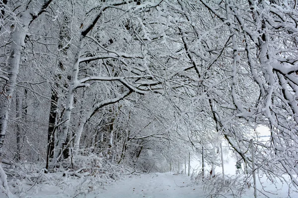 寒冷的冬日 森林里的雪道 — 图库照片