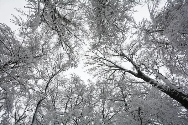 望着覆盖着积雪的高大树梢 有许多树枝和枝条 — 图库照片