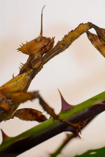 Insecte Canne Australienne Extatosoma Tiaratum Avec Fond Clair — Photo