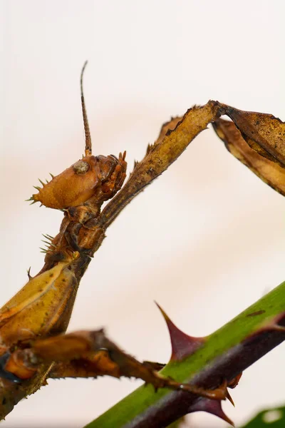 Insecte Canne Australienne Extatosoma Tiaratum Avec Fond Clair — Photo