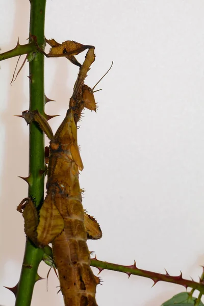 Australský Hůl Hmyz Extatosoma Tiaratum Lehkým Pozadím — Stock fotografie