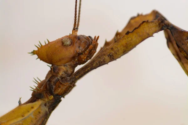 Testa Insetto Bastone Australiano Extatosoma Tiaratum Con Sfondo Chiaro — Foto Stock