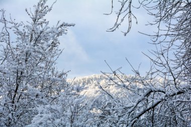 Bir sürü kar ve gökyüzü olan ağaçlar