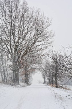 Şiddetli kar altında ağaçların arasında karlı bir patika.
