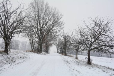 Şiddetli kar altında ağaçların arasında karlı bir patika.
