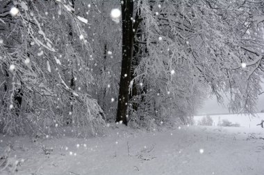 Kış günü - Karla kaplı ağaçlar kar altında