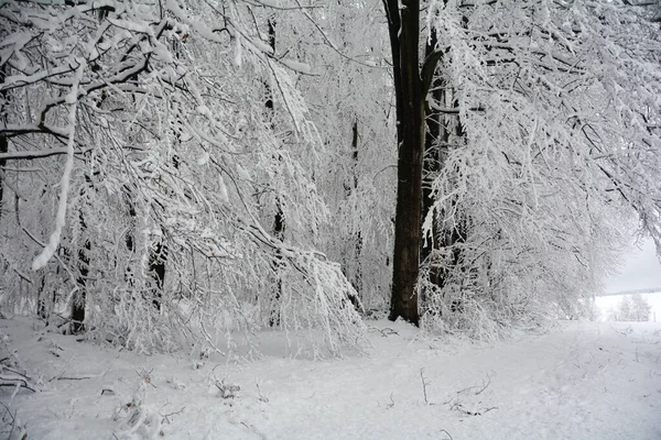 Vinterdag Snötäckta Träd Ett Landskap — Stockfoto