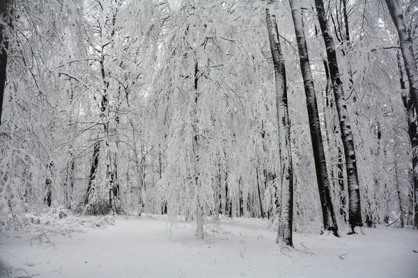 在寒冷的冬日 森林里覆盖着白雪的树木 — 图库照片