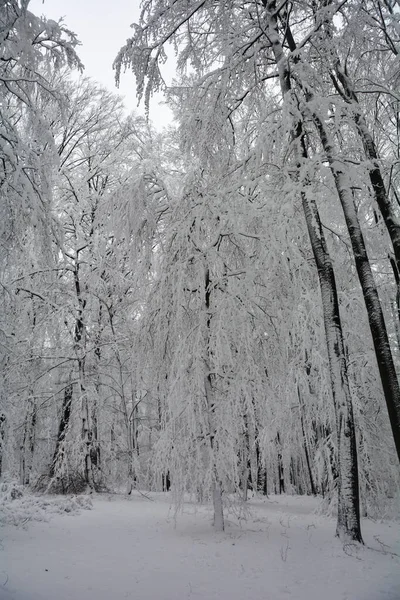 Árboles Cubiertos Nieve Bosque Con Árboles Altos Oscuros — Foto de Stock