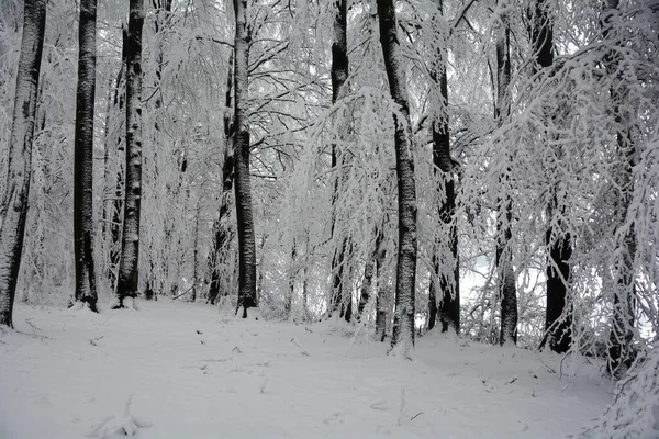 Hohe Dunkle Bäume Weißen Schnee Spessart Bayern Deutschland — Stockfoto