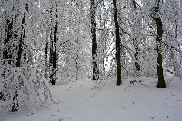 Bomen Witte Sneeuw Spessart Beieren Duitsland — Stockfoto