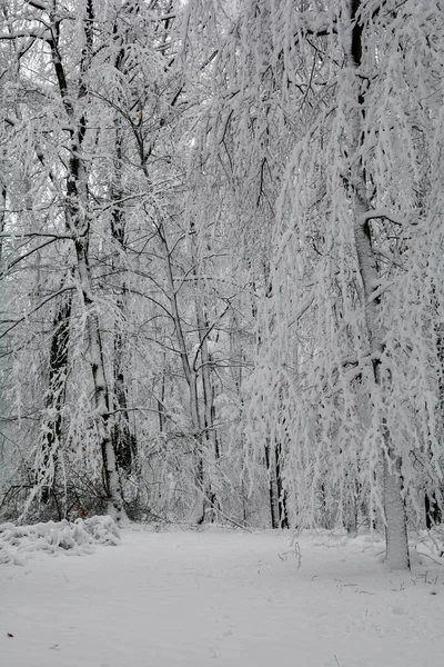 Beyaz kardaki uzun ağaçlar, Spessart, Bavyera, Almanya
