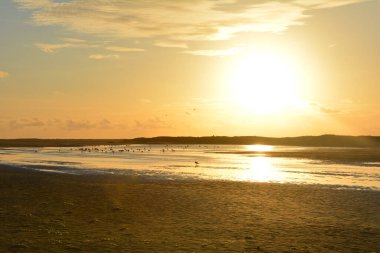 Hollanda 'daki Kuzey Denizi' nde, denizin üzerinde, pek çok martıyla birlikte, portakal rengi gün batımı.