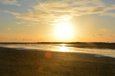Hollanda 'daki Kuzey Denizi' nde, denizin üzerinde, pek çok martıyla birlikte, portakal rengi gün batımı.