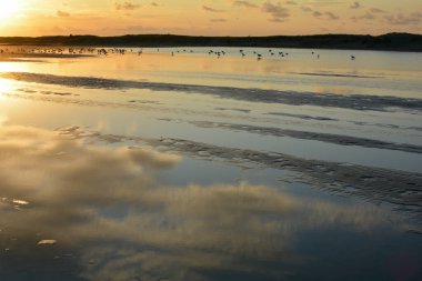 Hollanda 'daki Kuzey Denizi' nde, denizin üzerinde, pek çok martıyla birlikte, portakal rengi gün batımı.