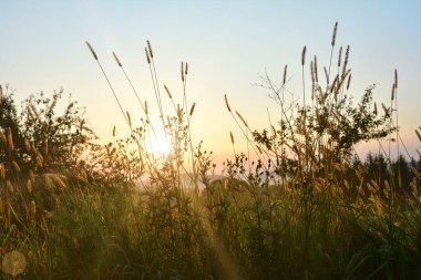 Güneş sabahın erken saatlerinde uzun otların arasında parlar.