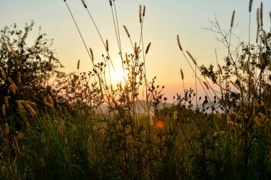 Güneş sabahın erken saatlerinde uzun otların arasında parlar.