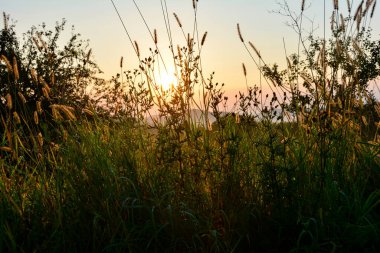 Doğada gün doğumu - Güneş uzun otların arasında parlar