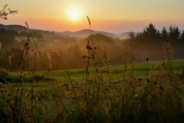 Güneşin doğuşunda sabah sisiyle çimenli yeşil bir manzara.