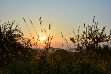Güneş sabahın erken saatlerinde uzun otların arasında parlar.