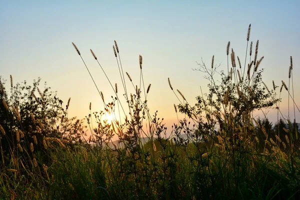 Güneş Sabahın Erken Saatlerinde Uzun Otların Arasında Parlar — Stok fotoğraf