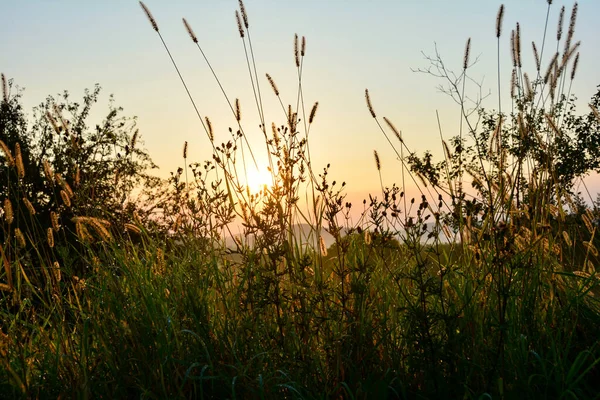 Alba Nella Natura Verde Sole Splende Attraverso Erba Alta — Foto Stock