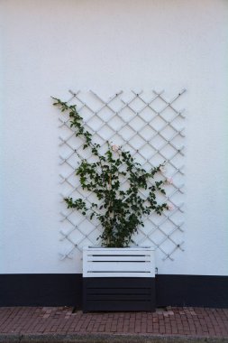 Hollanda 'da beyaz bir evin duvarında yeşil bitkilerle dolu bir saksı.