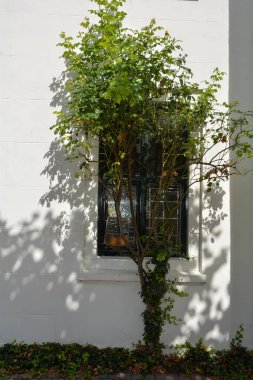 Hollanda 'da yeşil ağaçlı bir evin penceresi.