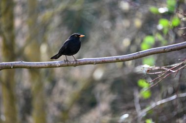 Bir karatavuk (Turdus merula) doğada bir dalda bulunur.