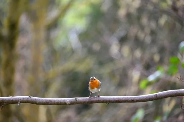 Pequeño Pájaro Petirrojo Erithacus Rubecula Sienta Una Rama Naturaleza Pequeño — Foto de Stock