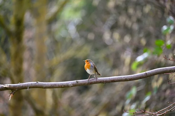 Ein Kleiner Vogel Ein Rotkehlchen Erithacus Rubecula Sitzt Auf Einem — Stockfoto