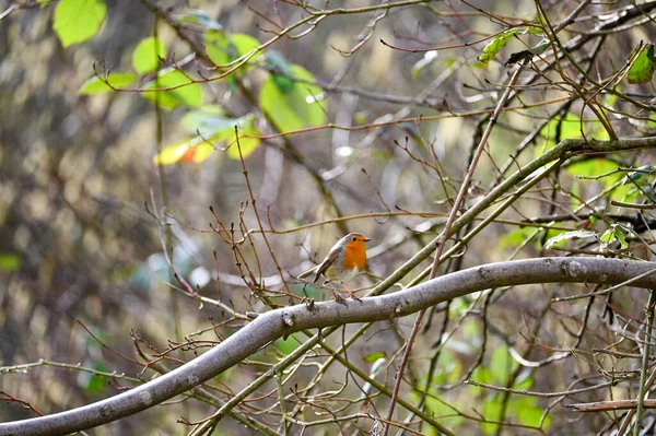 Ein Kleiner Vogel Ein Rotkehlchen Erithacus Rubecula Sitzt Auf Einem — Stockfoto