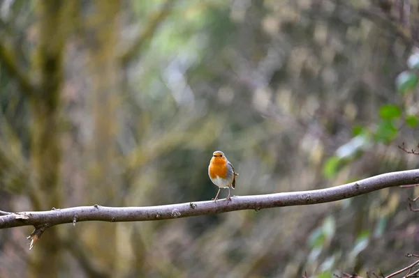 Pequeño Pájaro Petirrojo Erithacus Rubecula Sienta Una Rama Naturaleza Pequeño — Foto de Stock