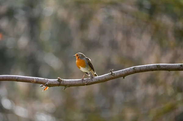 Petit Oiseau Merle Erithacus Rubecula Assis Sur Une Branche Dans — Photo