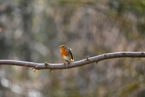 Pequeno Pássaro Robin Erithacus Rubecula Senta Ramo Natureza Pequeno Pássaro — Fotografia de Stock