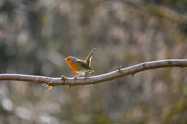 Een Kleine Vogel Een Roodborstje Erithacus Rubecula Zit Een Tak — Stockfoto