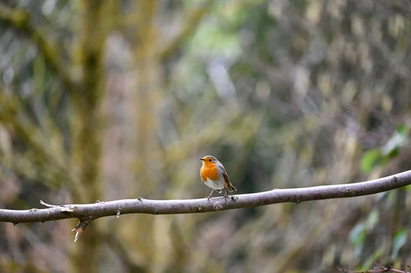 Small Bird Robin Erithacus Rubecula Sits Branch Nature Small Songbird — Stock Photo, Image