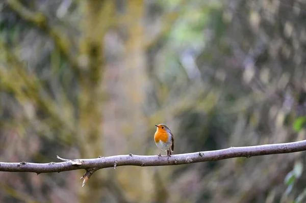 Pequeño Pájaro Petirrojo Erithacus Rubecula Sienta Una Rama Naturaleza Pequeño — Foto de Stock
