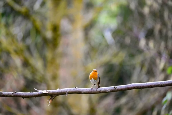 Pieni Lintu Punarinta Erithacus Rubecula Istuu Oksalla Luonnossa Pieni Laululintu — kuvapankkivalokuva