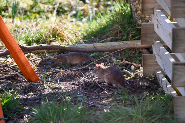 Brown Wild Brown Rats Rattus Norvegicus Next Wooden Composter Garden — Stock Photo, Image