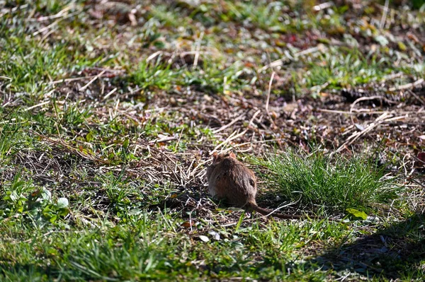 Kahverengi Kahverengi Bir Sıçan Rattus Norvegicus Güpegündüz Bahçedeki Yeşil Çimlerde — Stok fotoğraf