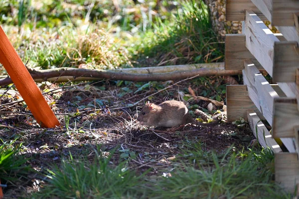 Kahverengi Kahverengi Bir Sıçan Rattus Norvegicus Bahçede Ahşap Bir Komposterin — Stok fotoğraf